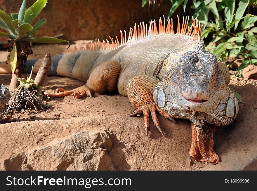 Large Iguana on a rock