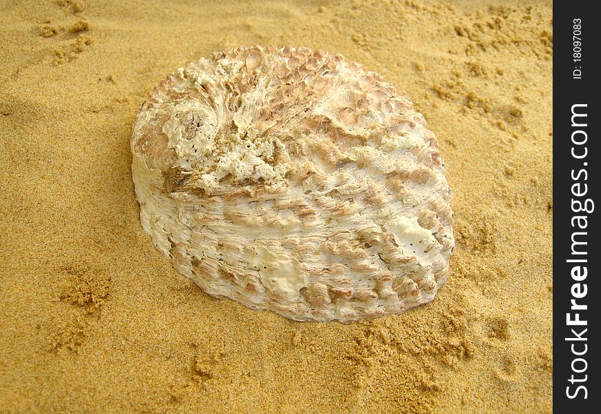 Big Abalone on the beach. Big Abalone on the beach.