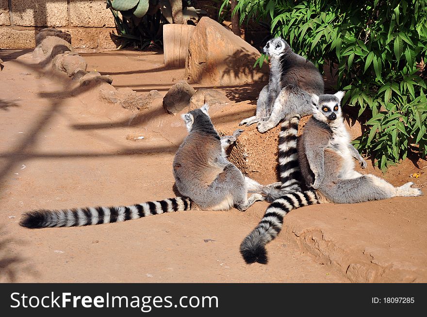 Several Ring-tailed Lemurs in captivity