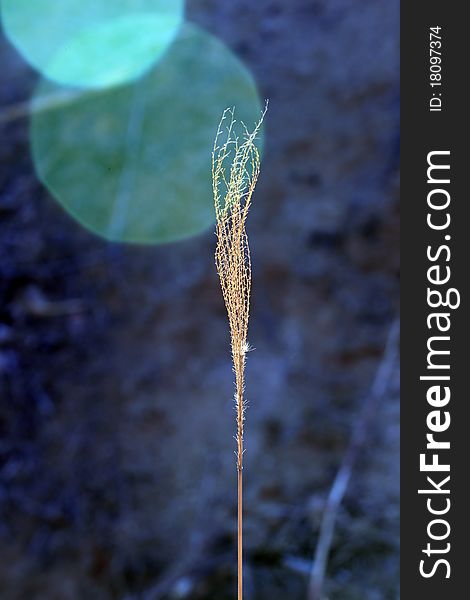 Dry grass on a dark background in backlit.