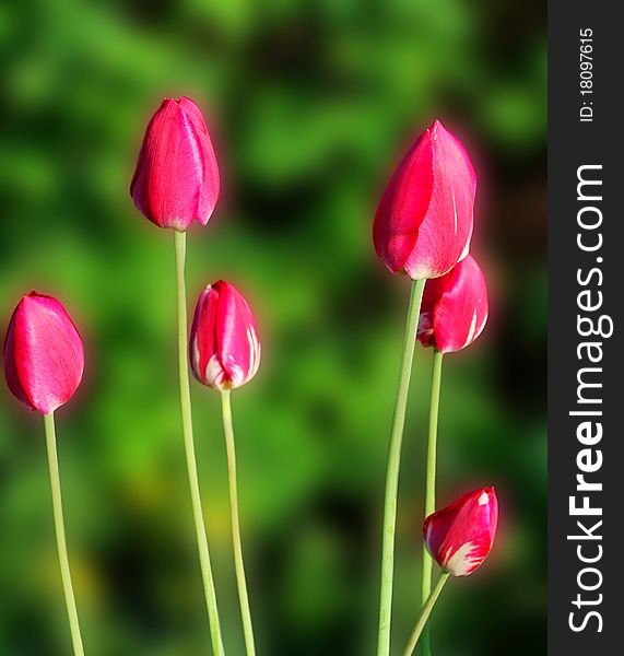 Six red tulips on a green background