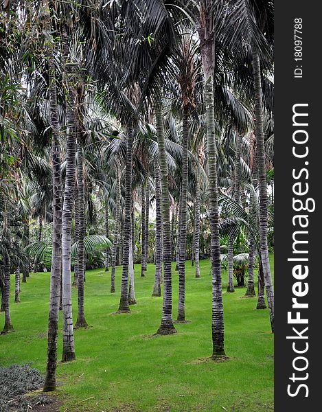 Many palm trees on a cut lawn