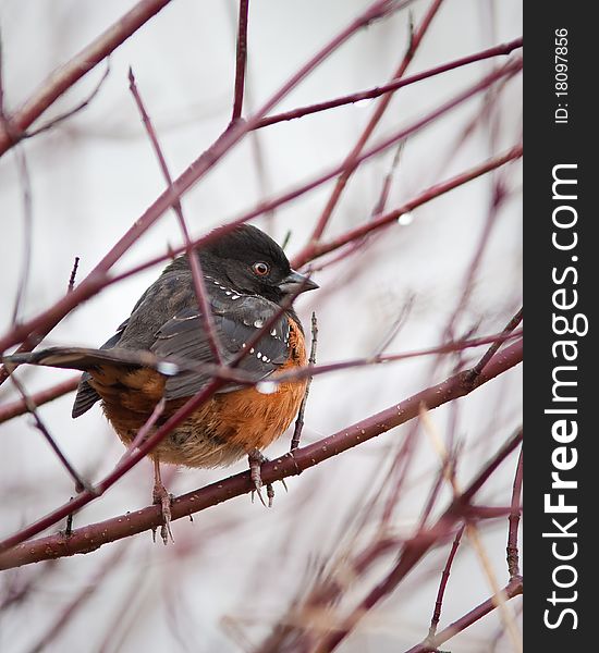 Spotted Towhee during winter in Washington state