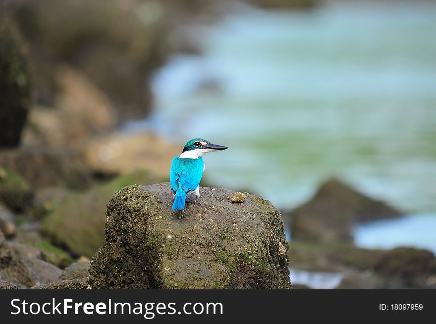An alert Collared Kingfisher perched on a rock staring back at the viewer. An alert Collared Kingfisher perched on a rock staring back at the viewer.