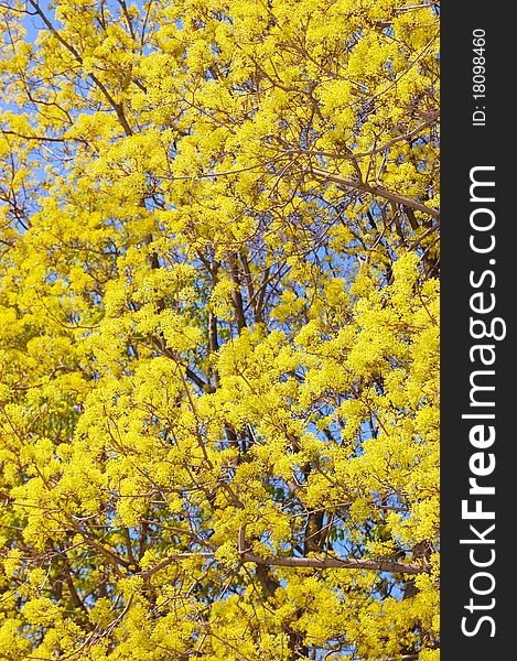 Blossoming linden under blue sky