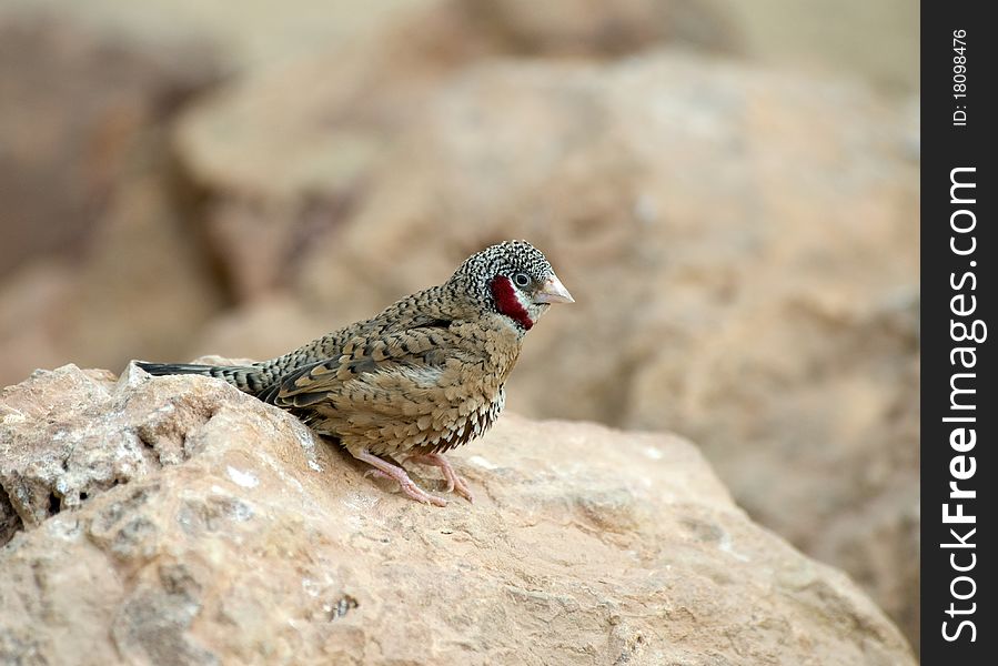 Cut Throat Finch sitting on a rock