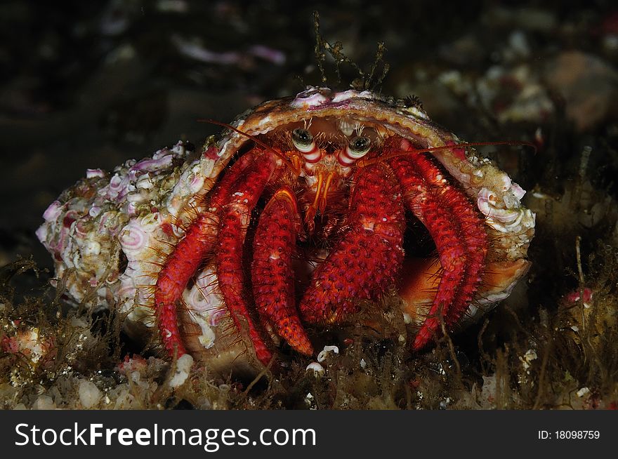 A hermit crab carries the shell that serves as protection. A hermit crab carries the shell that serves as protection.