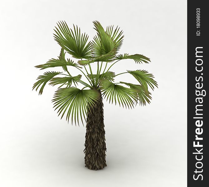 Palm at the white background