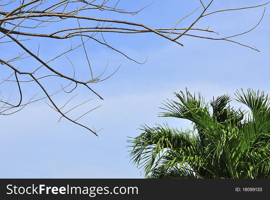 Dry tree and leaf tree. Dry tree and leaf tree