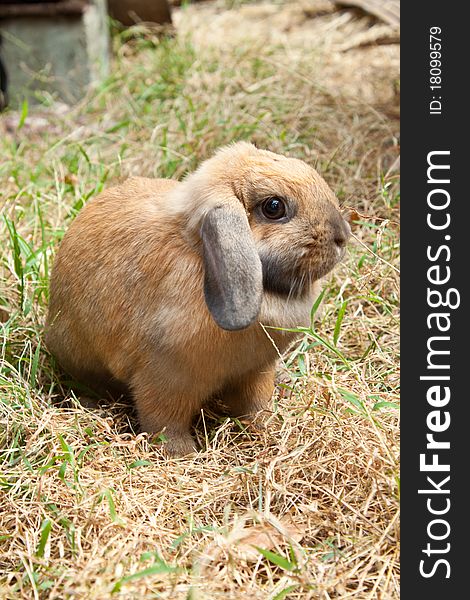 Rabbit on grass