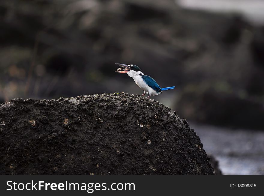 Collared Kingfisher feeding by tossing a shrimp. Collared Kingfisher feeding by tossing a shrimp.