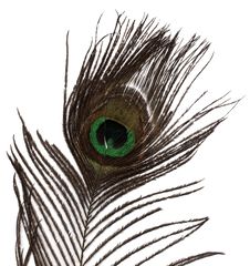 Peacock Feather Royalty Free Stock Image Peacock Feather Royalty Free Stock Image