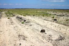 Free Stubs Royalty Free Stock Image - 1810716