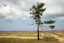 Loneliness Pine Tree Royalty Free Stock Photography Loneliness Pine Tree Royalty Free Stock Photography