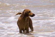 Water Play Dog Stock Photos