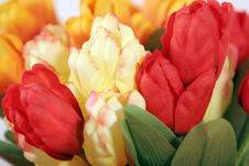 Beautiful Colorful Tulips - Close Up Royalty Free Stock Images Beautiful Colorful Tulips - Close Up Royalty Free Stock Images