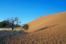 Tree And Dune Stock Images Tree And Dune Stock Images