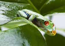 Frog On The Leaf Royalty Free Stock Images Frog On The Leaf Royalty Free Stock Images