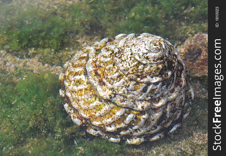 A sea slug under water