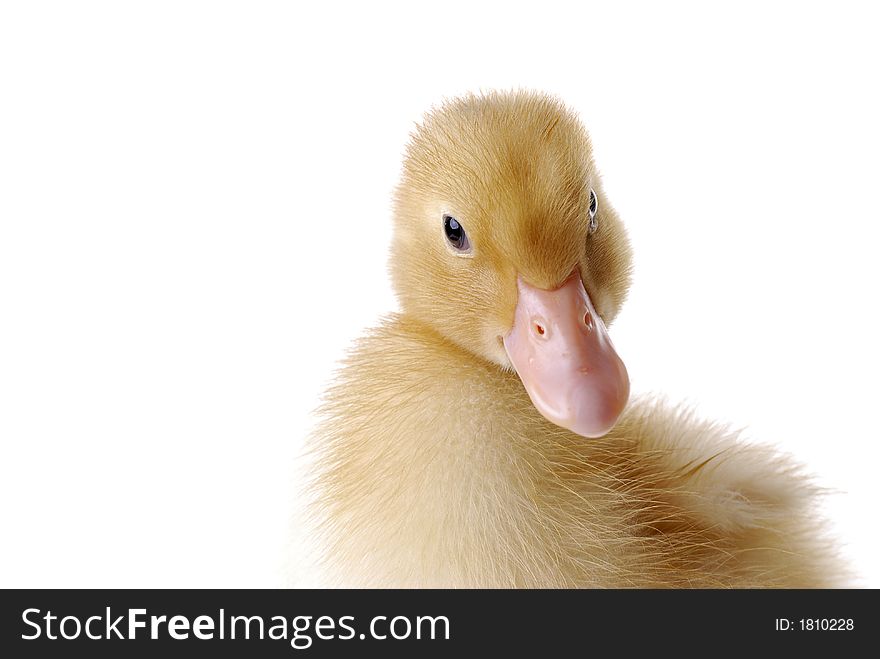 Baby duck looking at the camera