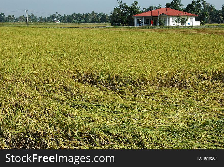 house and paddy field at the countryside. house and paddy field at the countryside