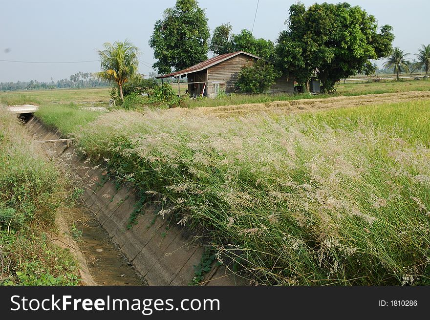 house and wild flower at the countryside. house and wild flower at the countryside