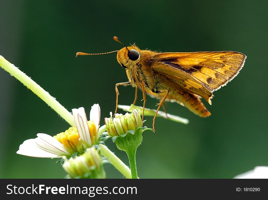 Nature Moth