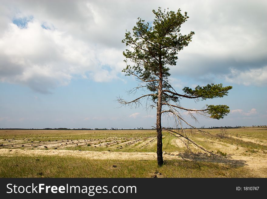 Loneliness pine tree in the middle of glade among the stumps