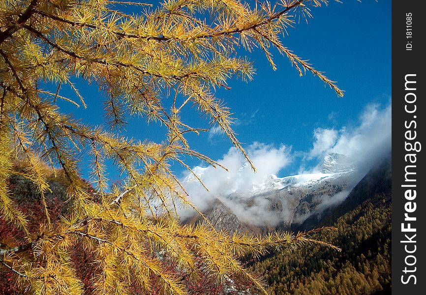 Pine Branch, Sigunian Mountains, Chinese Himalayas
