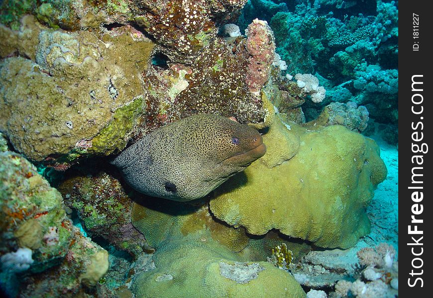 Quite a beauty :D A giant moray quite popular in the red sea. Quite a beauty :D A giant moray quite popular in the red sea.