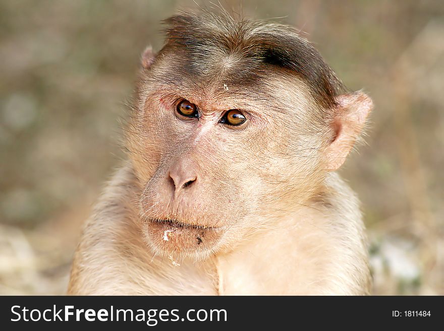 The face of the wild monkey in the India jungle. Very nice, don't you think? Enjoy!. The face of the wild monkey in the India jungle. Very nice, don't you think? Enjoy!