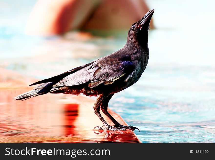Big black Bird on the Edge of the pool