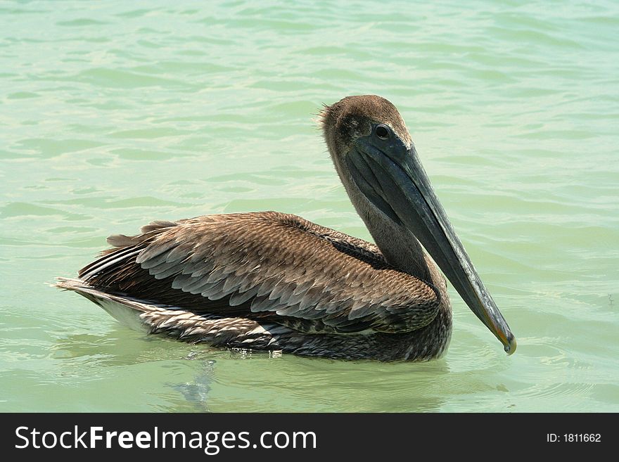 Close-up Of Pelican