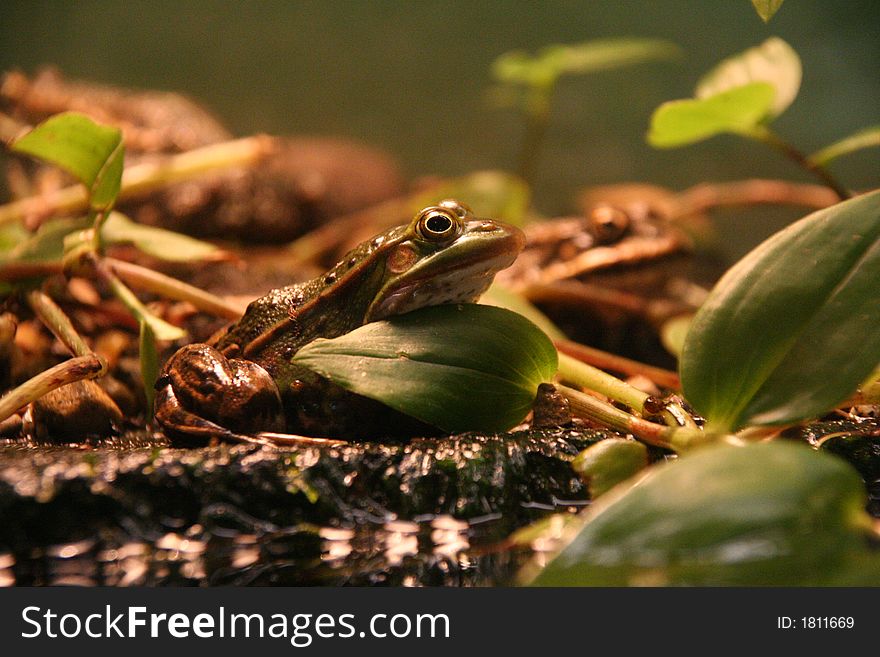 Olive Green Frog