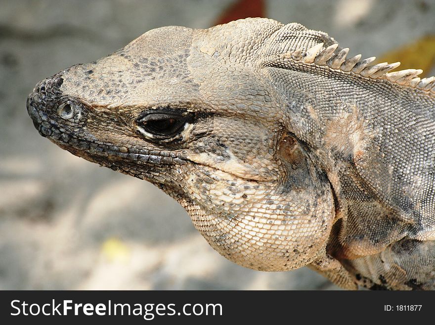 Close-up of Grey Iguana head  Tulum Mexico