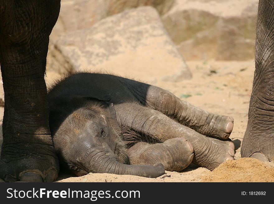 Elephant baby sleeping at his mothers feet. Elephant baby sleeping at his mothers feet