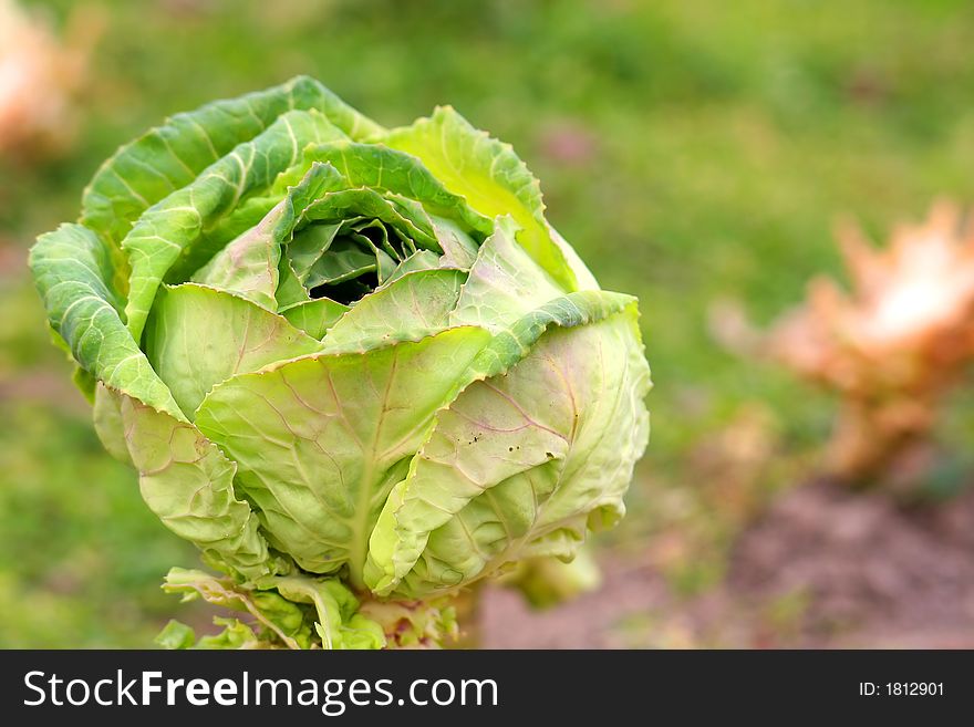 Cabbage on field in the autumn period