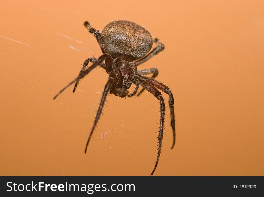 A spider clinging to its web. A spider clinging to its web