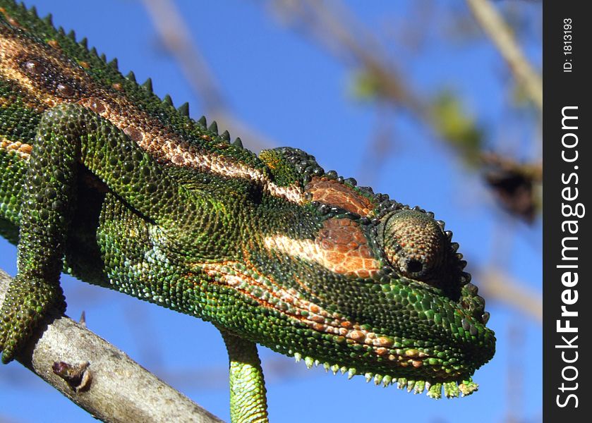 A chameleon walking along a branch which I found in the bushes next to the Berg River, Paarl, South Africa.