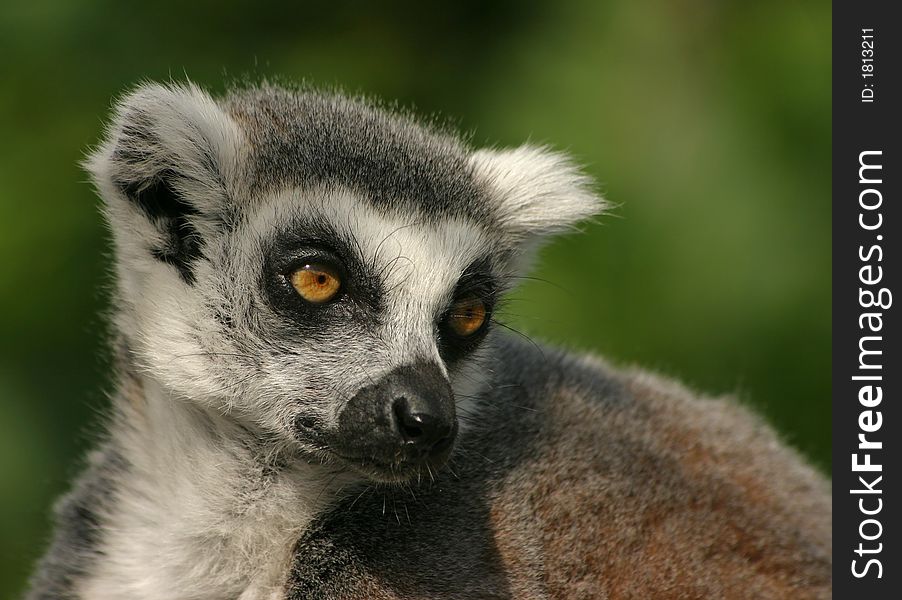 Ring-tailed Lemur with a green background