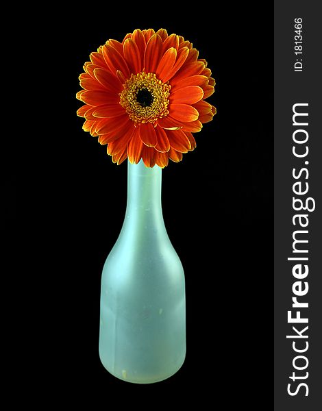 Gerbera isolated on a black background and a blue bottle. Gerbera isolated on a black background and a blue bottle