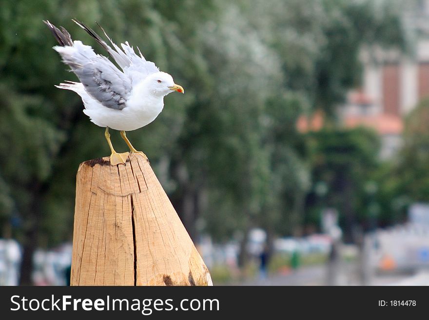 A bird against strong wind in the Lagoon of Venice - Italy