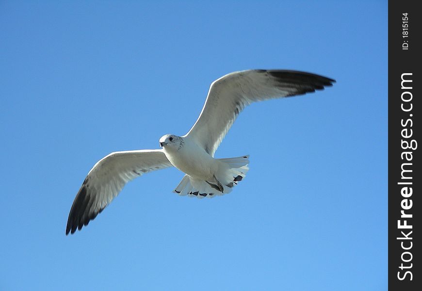 Seagull flying against a blue sky. Seagull flying against a blue sky