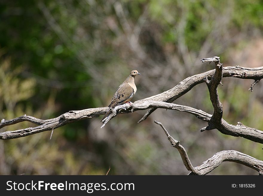 Mourning dove perched on a twisted branch branch