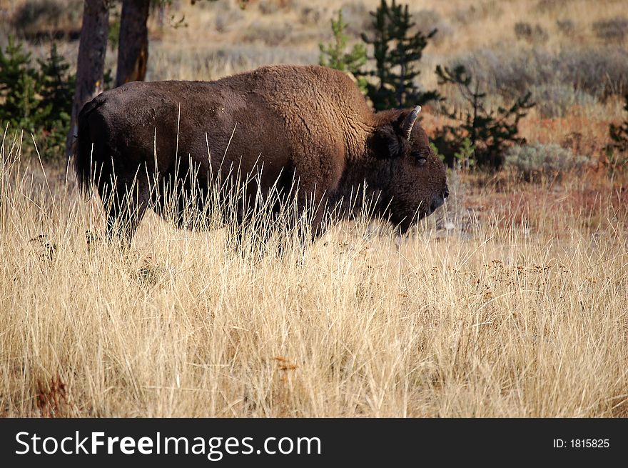 Grazing buffalo in Yellowstone National Park.