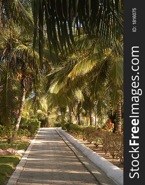 Looking down a tree lined path in tropical summer. Looking down a tree lined path in tropical summer