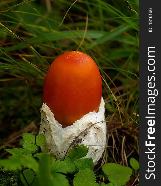 Natural food representing small red caesarian mushroom in the grass