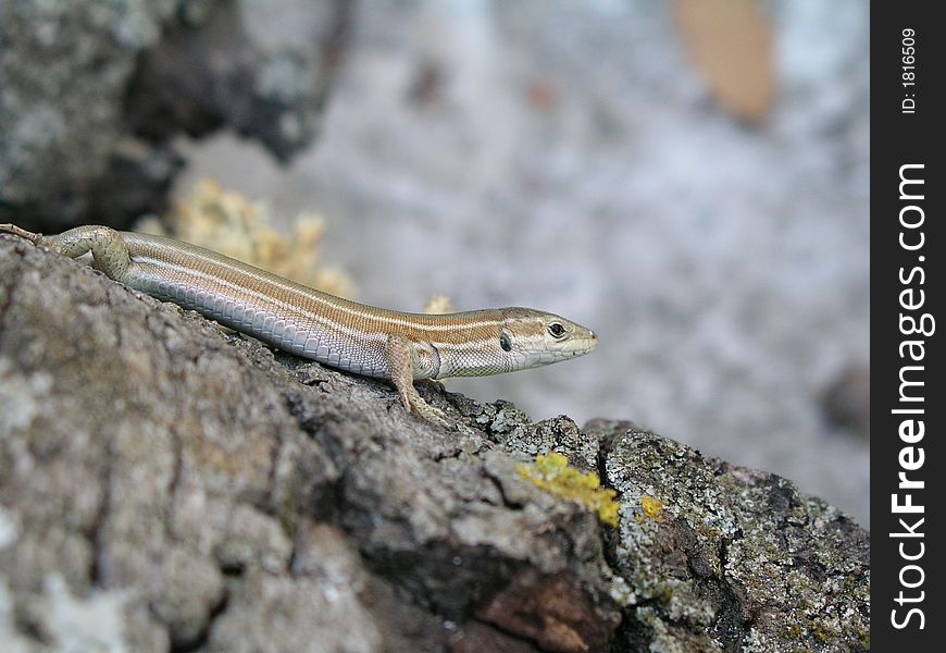 Lizard on wood