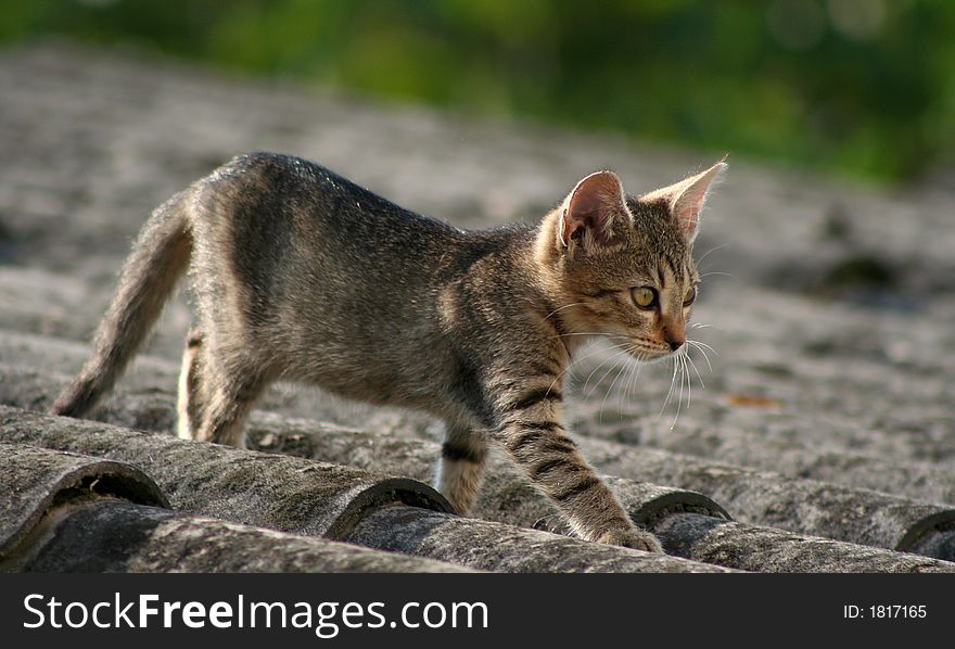 Cat walking on the roofs