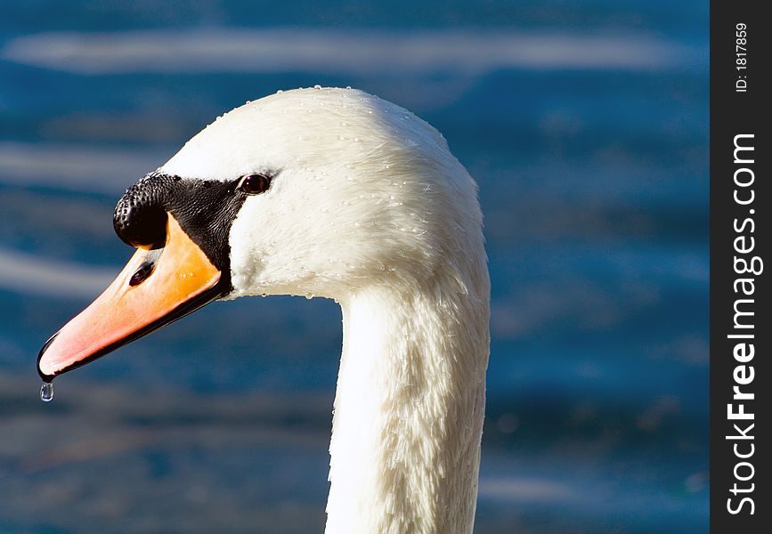 The head of a swan with a water droplet on the end of its beak. The head of a swan with a water droplet on the end of its beak.
